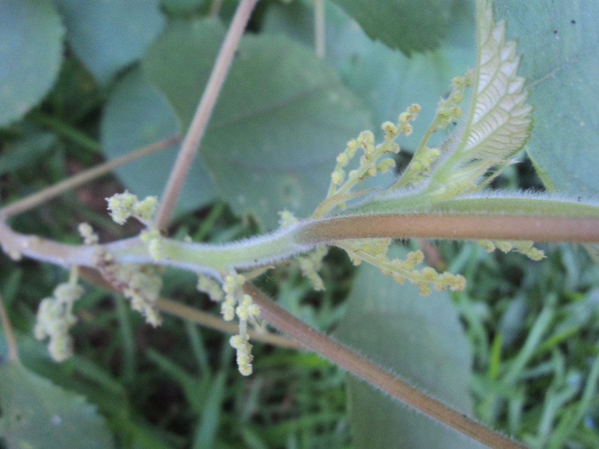 Boehmeria nivea (L.) Gaudich.